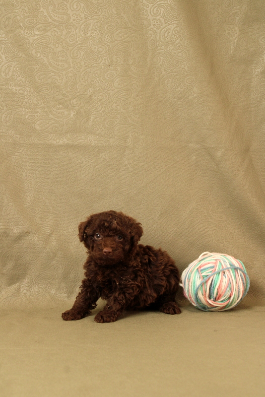 puppy, for, sale, Toy Poodle, Matthew B. Stoltzfus, dog, breeder, Gap, PA, dog-breeder, puppy-for-sale, forsale, nearby, find, puppyfind, locator, puppylocator, aca